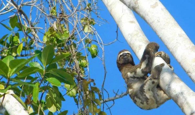 Pacaya Samiria Amazon Lodge Nauta Esterno foto