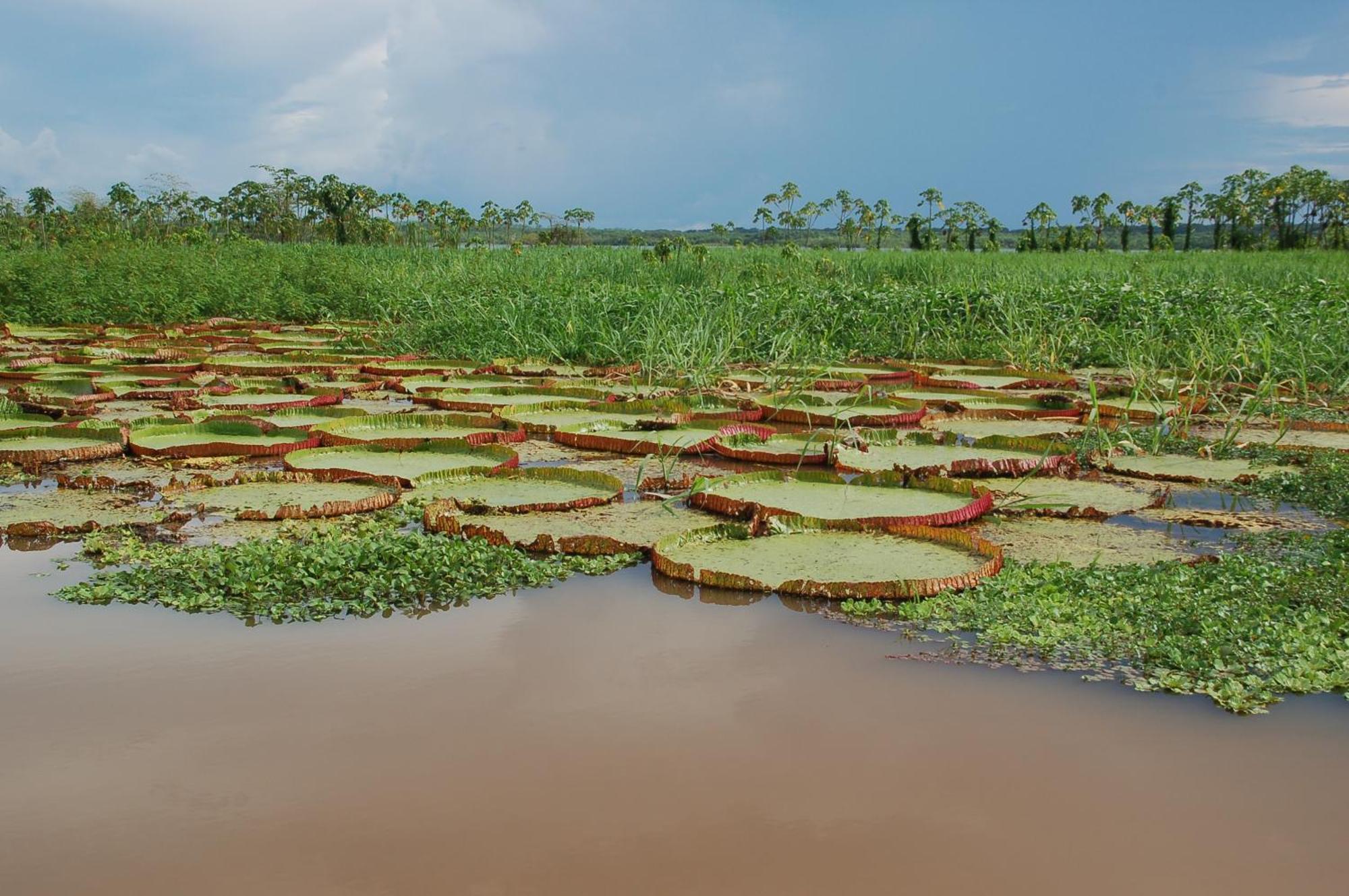 Pacaya Samiria Amazon Lodge Nauta Esterno foto